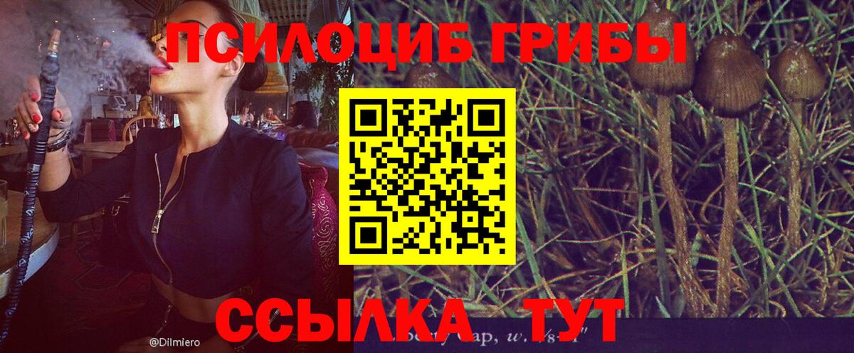 Псилоцибиновые грибы Psilocybine cubensis  Вход с VPN  Йошкар-Ола 